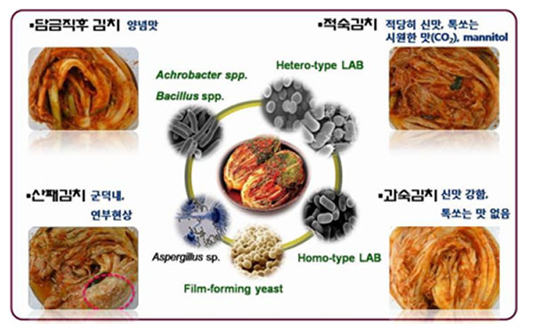 김치 발효과정에 따른 미생물 천이 및 맛의 변화 ⓒ 세계김치연구소