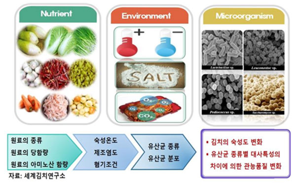 김치 발효에 영향을 주는 요인  ⓒ 세계김치연구소