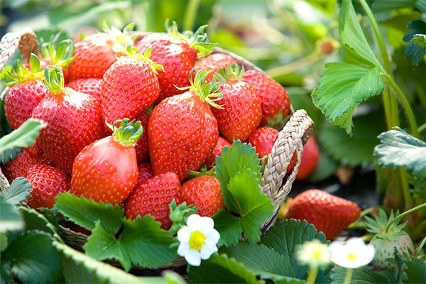 ‘K-프룻’ 딸기