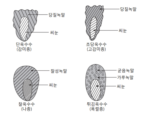 옥수수 관련자료