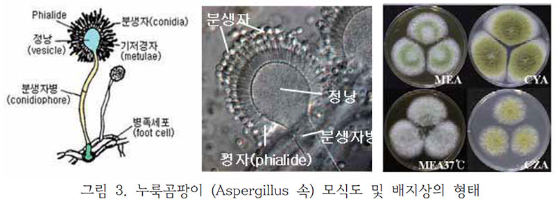 누룩곰팡이 Aspergillus