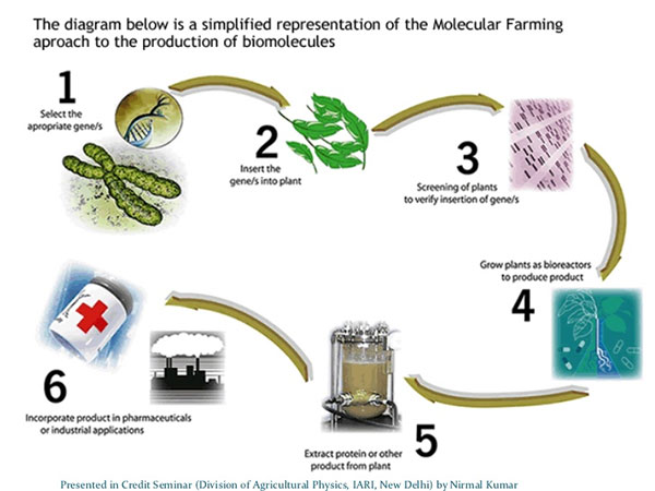 Molecular Farming Process