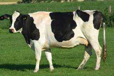 홀스타인(Holstein)종