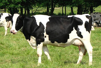 홀스타인(Holstein)