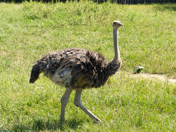타조(Ostrich)
