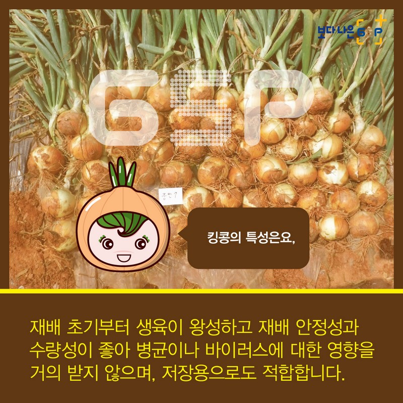 친절한 종자씨와 함께하는 GSP 품종뉴스 - 양파편 사진 5번