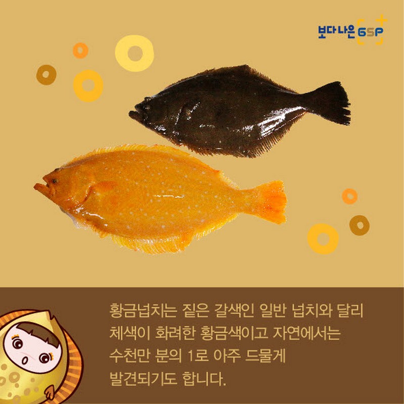 친절한 종자씨와 함께하는 GSP 품종뉴스 - 황금넙치편 사진 3번