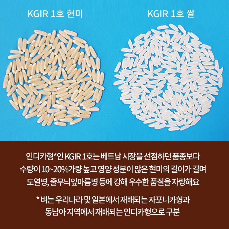 GSP 사업을 통한 ‘벼’ 종자 개발(KGIR 1호) 사진 4번