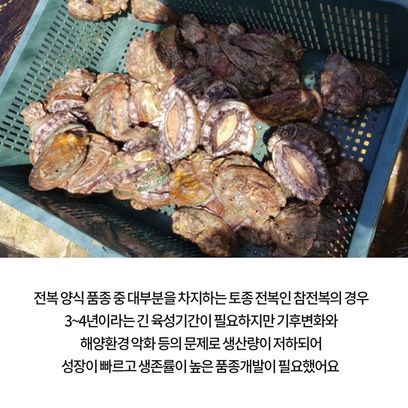 GSP 품종뉴스 슈퍼왕전복 사진 3번