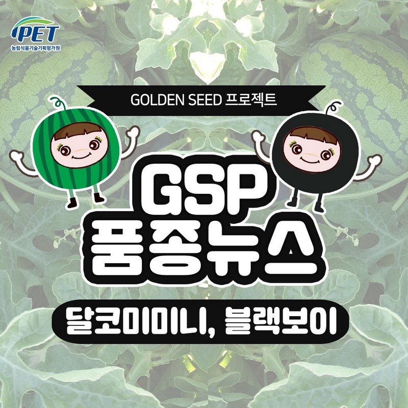 GSP 품종뉴스(달코미미니, 블랙보이) 사진 1번