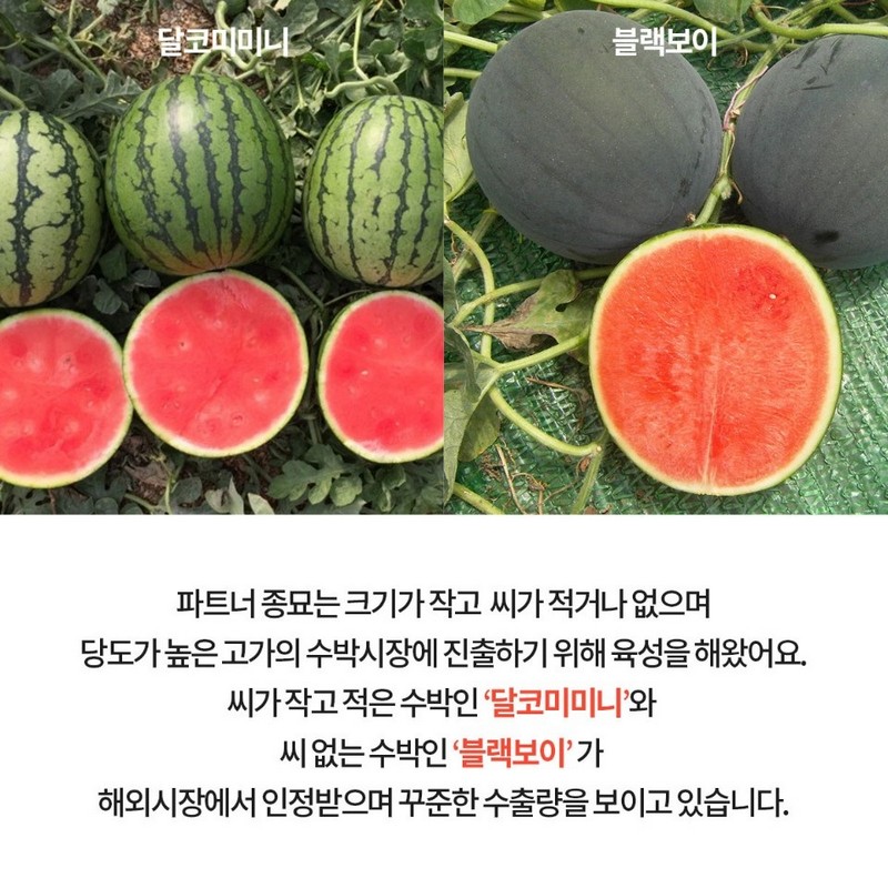 GSP 품종뉴스(달코미미니, 블랙보이) 사진 3번