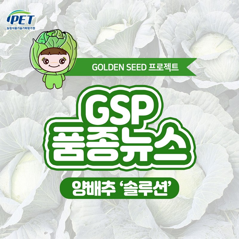 GSP 품종뉴스 - 양배추 ‘솔루션’ 사진 1번