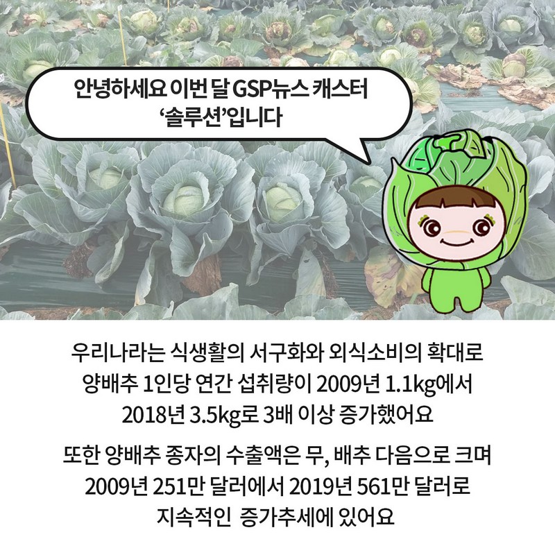 GSP 품종뉴스 - 양배추 ‘솔루션’ 사진 2번