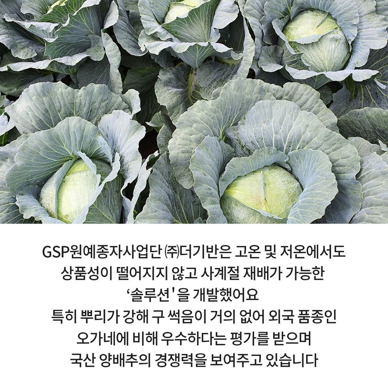 GSP 품종뉴스 - 양배추 ‘솔루션’ 사진 3번