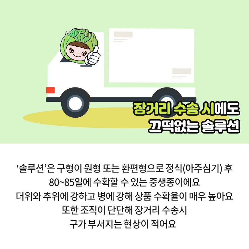 GSP 품종뉴스 - 양배추 ‘솔루션’ 사진 4번