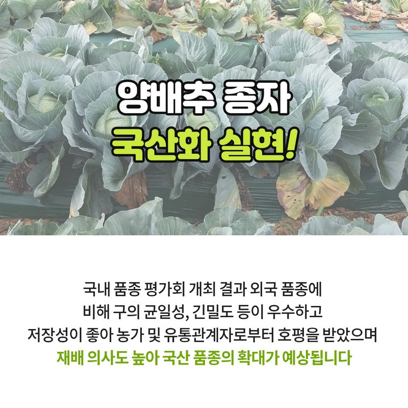 GSP 품종뉴스 - 양배추 ‘솔루션’ 사진 5번