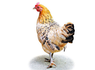닭 삼계탕의 세계화 한식탐험대 VOD