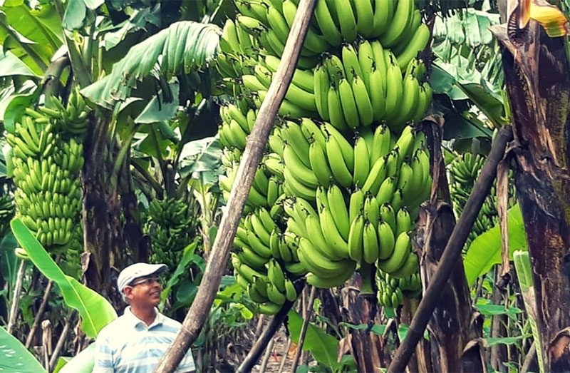 바나나 농장 Banana Farm
