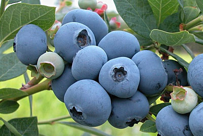 블루베리(blueberry)
