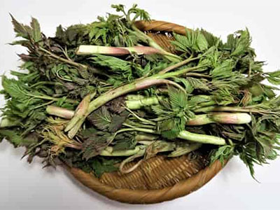 눈개승마(삼나물) 비빔밥 식재료 눈개승마(삼나물)