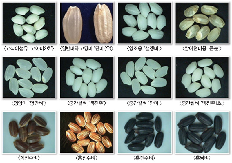가공·기능성 벼 품종 쌀 외관 및 주요 가공제품 No1.