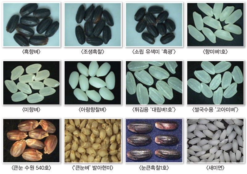 가공·기능성 벼 품종 쌀 외관 및 주요 가공제품 No2.