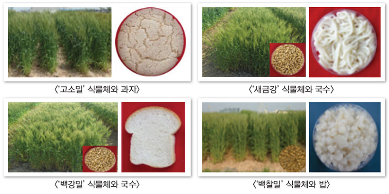 고소밀 식품소재 활용성