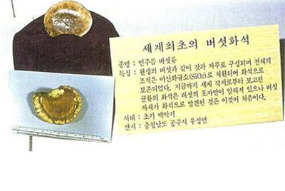 세계 最古버섯 화석(한국)