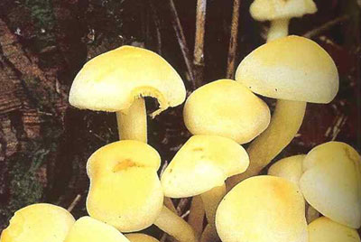 노란다발버섯(독버섯)