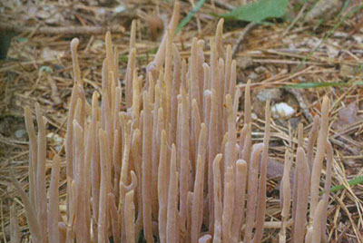 자주국수버섯(식용)
