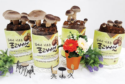 버섯 재배 ‘홈 키트(home kit)'