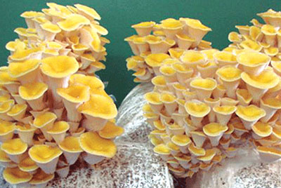 노랑느타리버섯