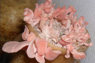 분홍느타리버섯