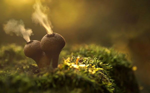 Puffballs Mushroom
