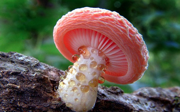 Rhodotus palmatus Mushroom