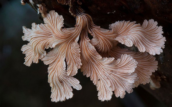 Schizophyllum commune Mushroom