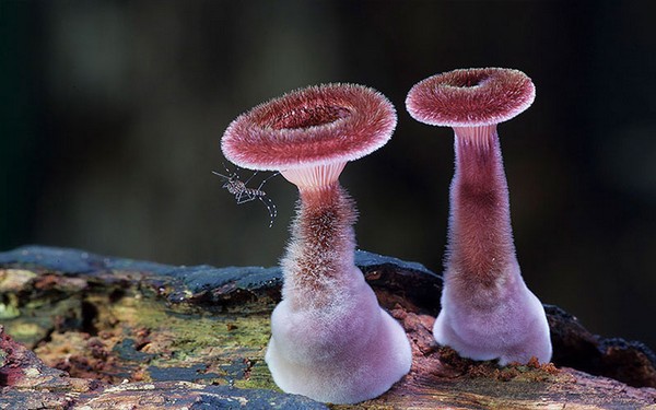 Panus fasciatus Mushroom