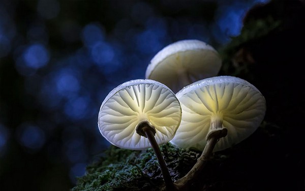 Porcelain fungus Mushroom