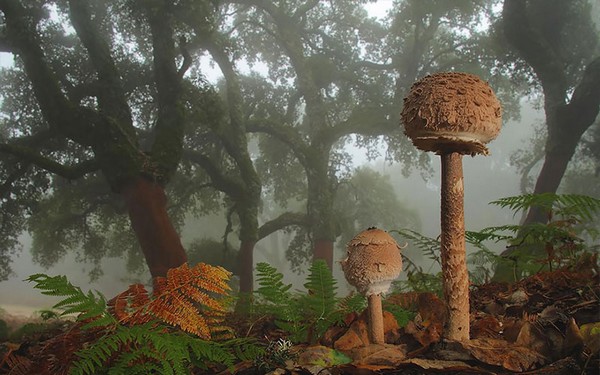 Lepiota Mushroom