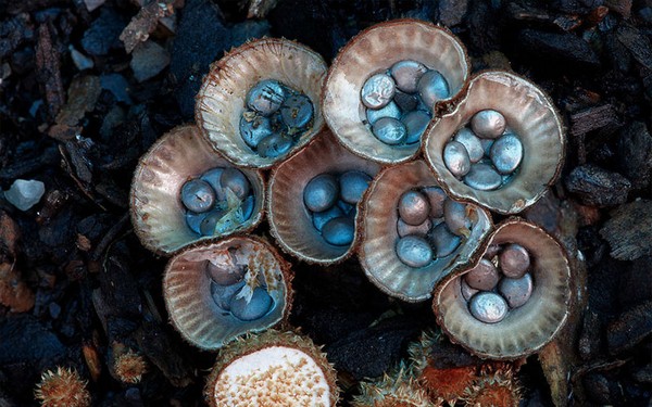 Cyathus striatus Mushroom