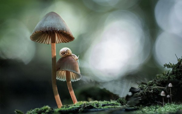 Mushrooms With A Snail Mushroom