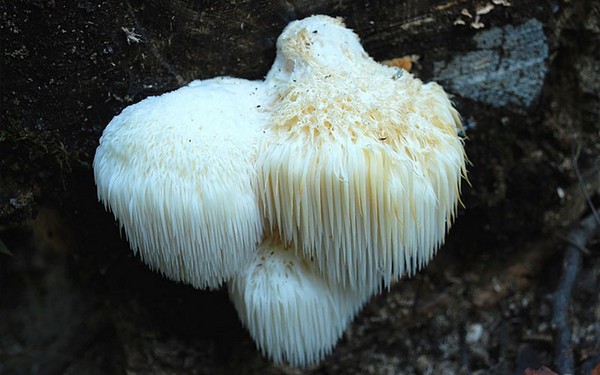 Toothed Mushroom