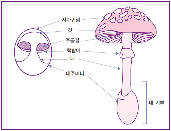 버섯의 부위별 명칭