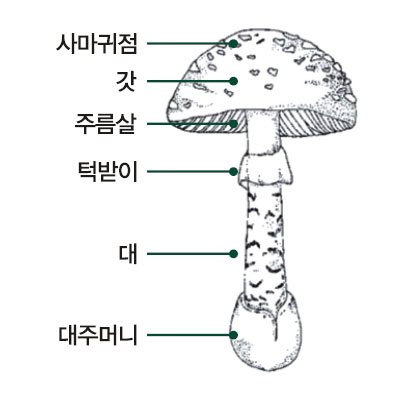 버섯의 부위별 명칭