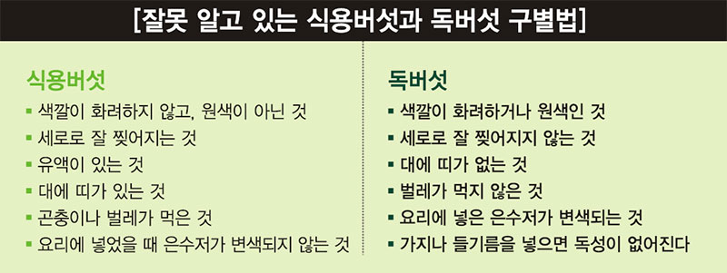 일반인이 잘못 알고 있는 식용버섯과 독버섯 구별법