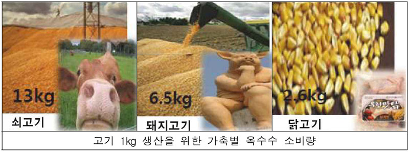 옥수수 사료 사용량