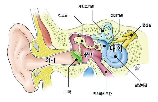 귀의 내부 구조