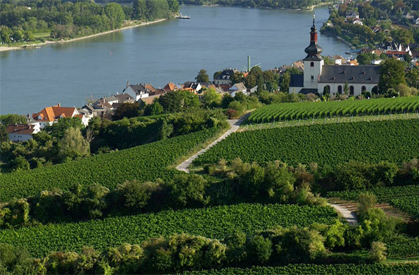 독일 와이너리 포도원 Rheinhessen(라인헤센) Wine Regions
