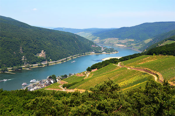 독일 와이너리 포도원 Rheingau Wine Region